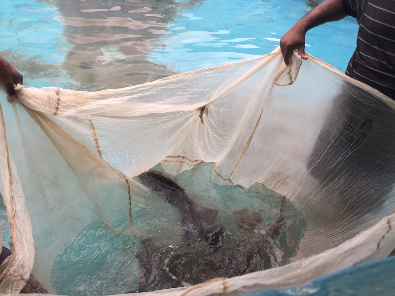Aquaculture Img 1